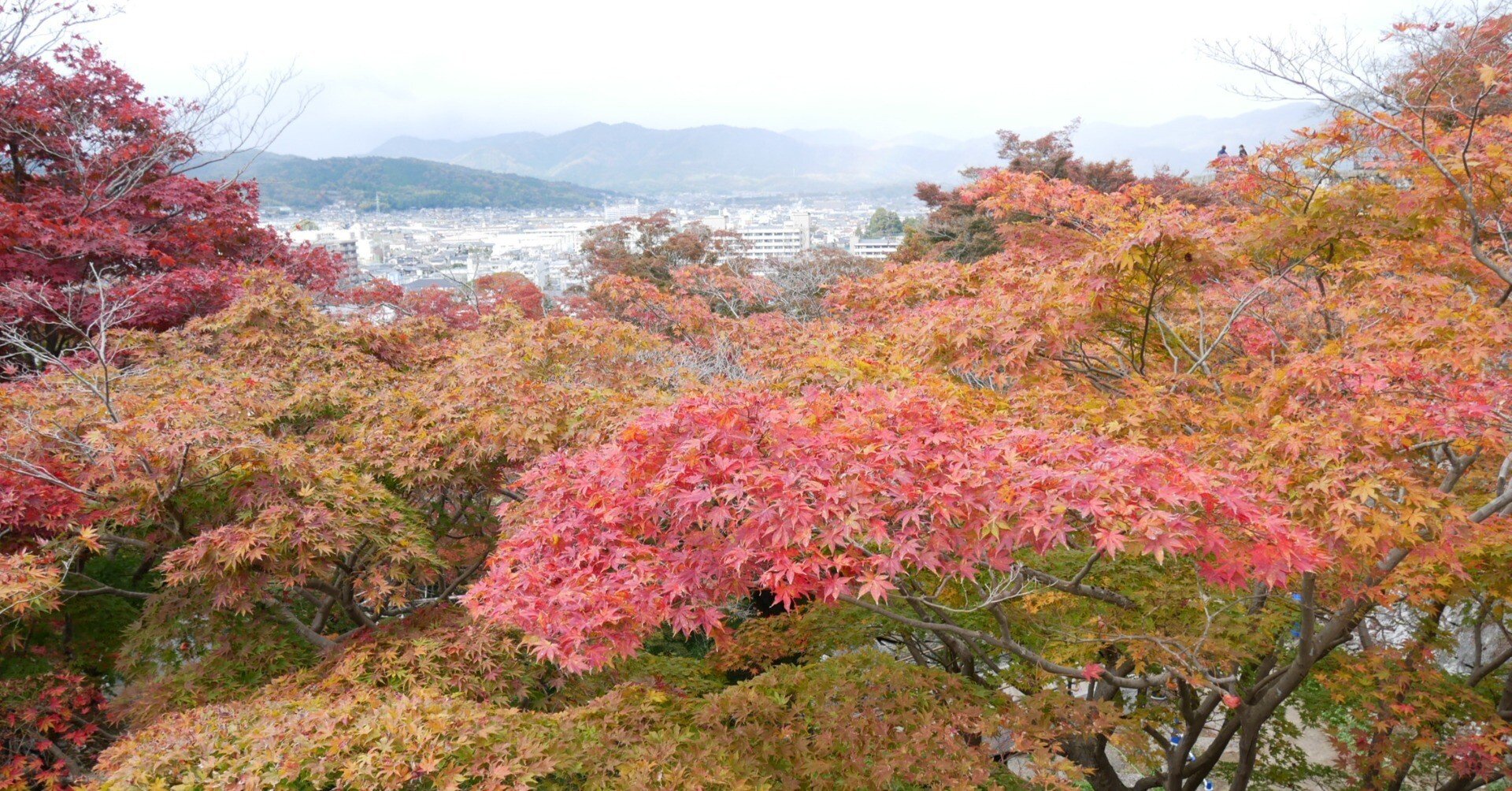 ’59年 小柴外一幻の技法◆岩城硝子 パート・ド・ヴェール『桜・紅葉』緑プレート 517 紅葉・黄葉 in 津山城｜ミヤコカエデ（Miyako Kaede)