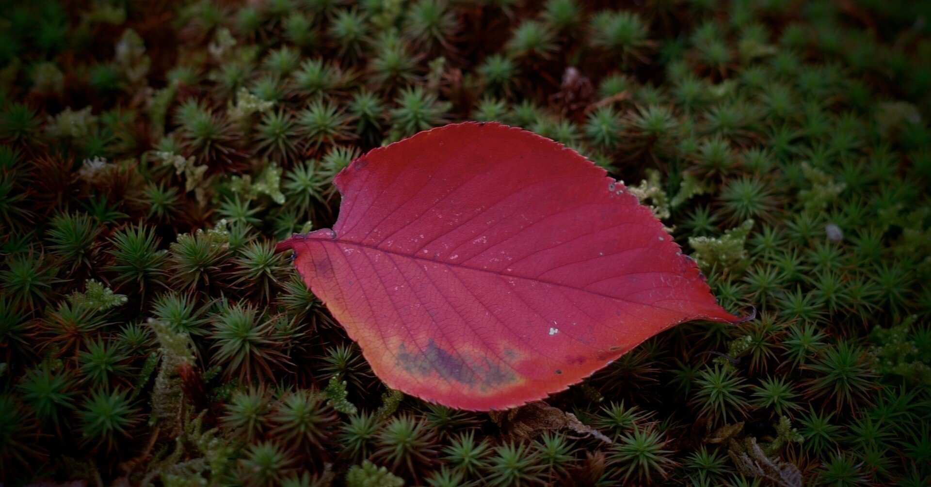 松任谷由実「DESTINY」 ～安いサンダルを履いていたのは偶然だったのか