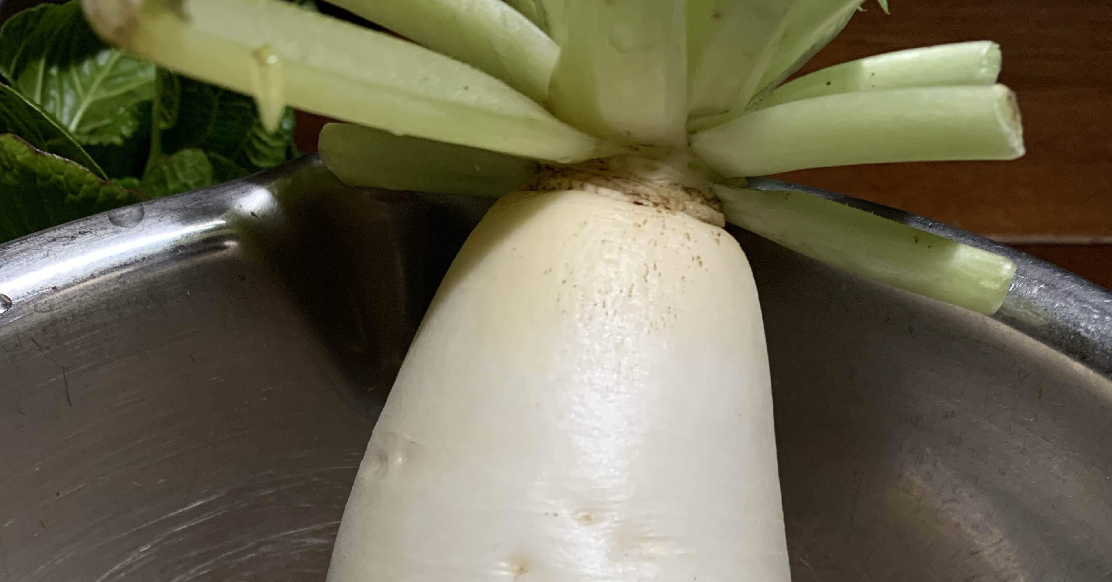 おもしろ大根、抜けました｜おたか