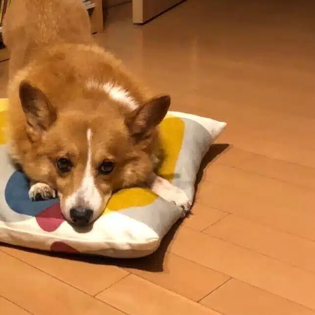 澤