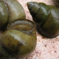 歯まん 感想っぽい駄文 いもむし一本釣り Note 歯まん 感想っぽい駄文 いもむし一本釣り Note