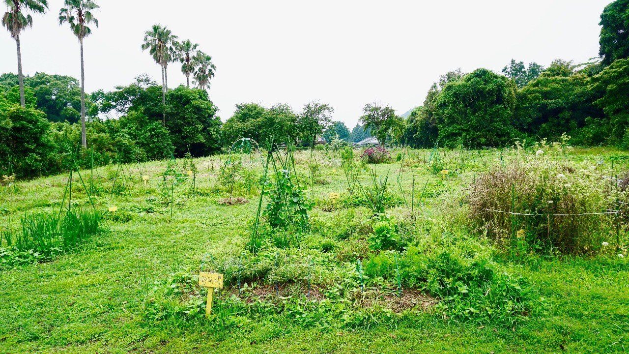 害悪雑草ハマスゲで菜園の通路を芝生のようにする方法 Soyan Lab Note 害悪雑草ハマスゲで菜園の通路を芝生のようにする方法 Soyan Lab Note