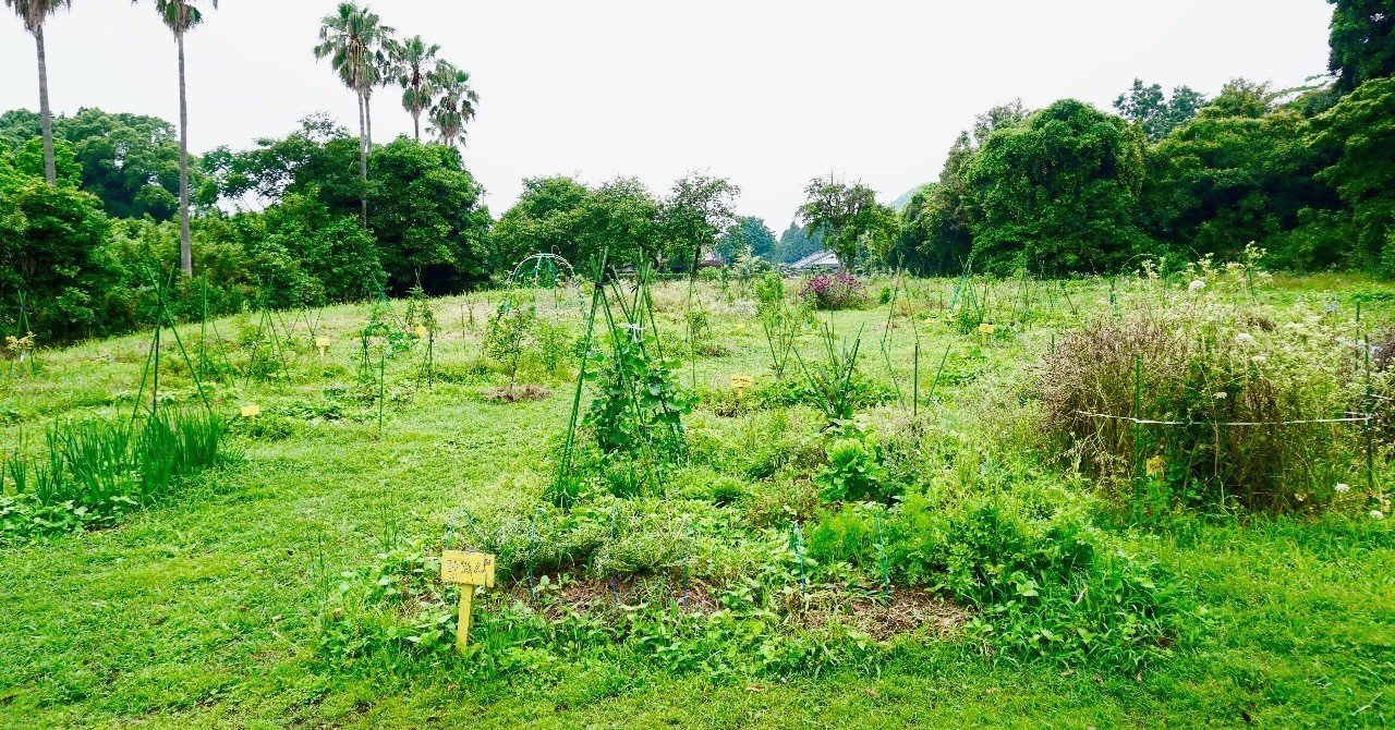 害悪雑草ハマスゲで菜園の通路を芝生のようにする方法 Soyan Lab Note