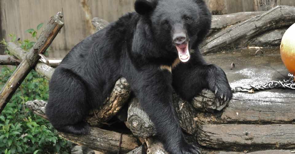 ツキノワグマの生活 おいかわ3 Note