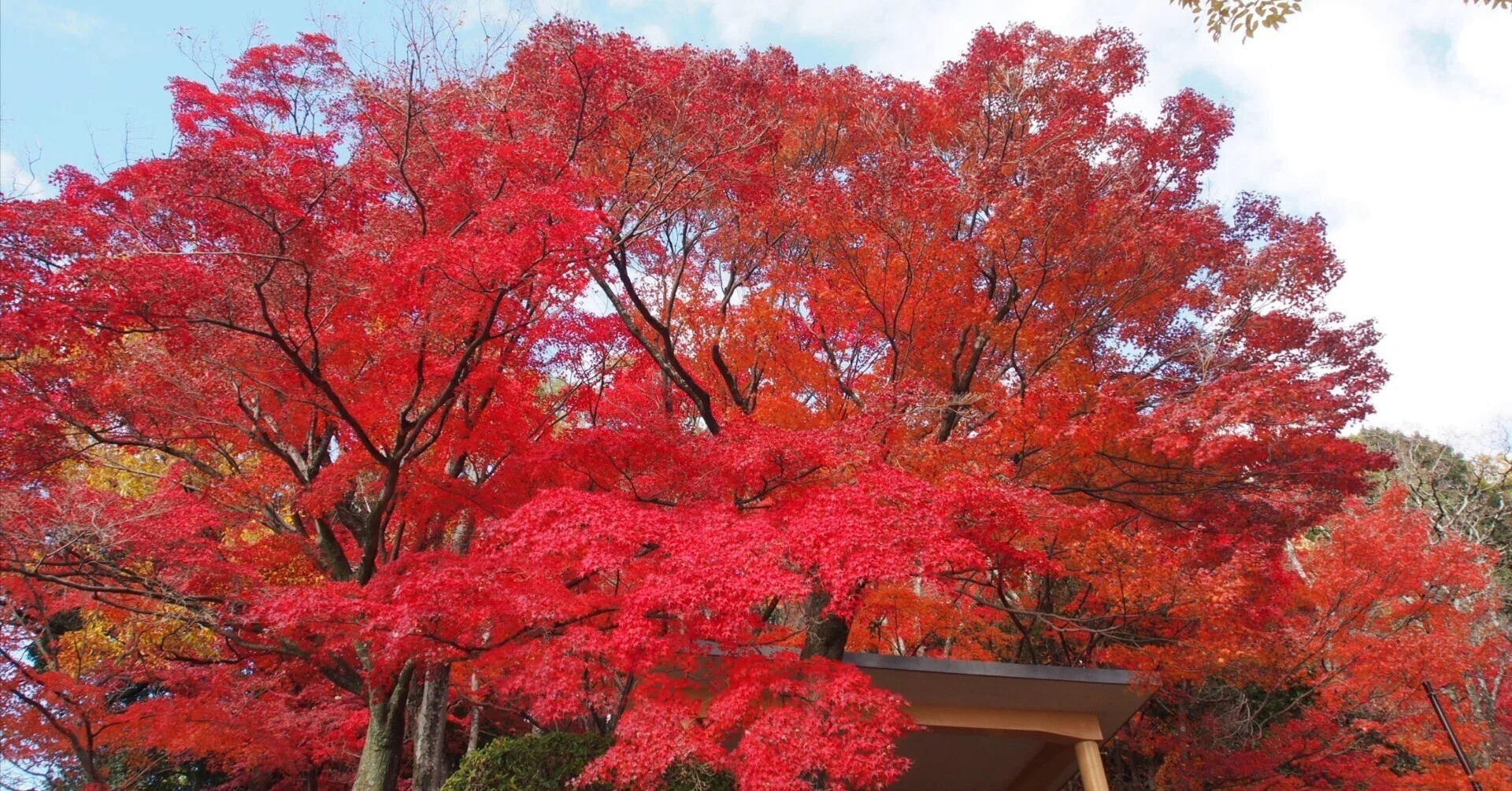 池田市 五月山公園 紅葉台2024年12月9日【紅葉】｜レタス