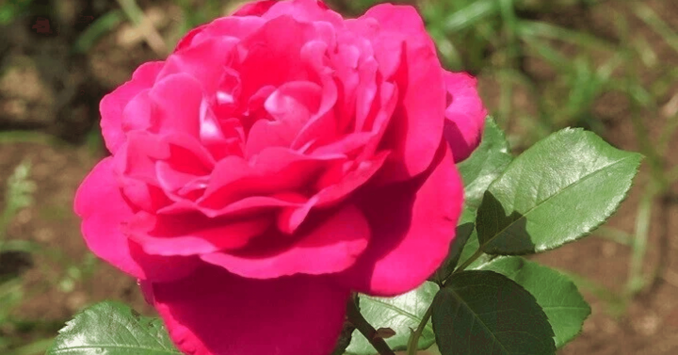 編…パウル・クリストフ 訳…藤川芳朗『マリー・アントワネットとマリア