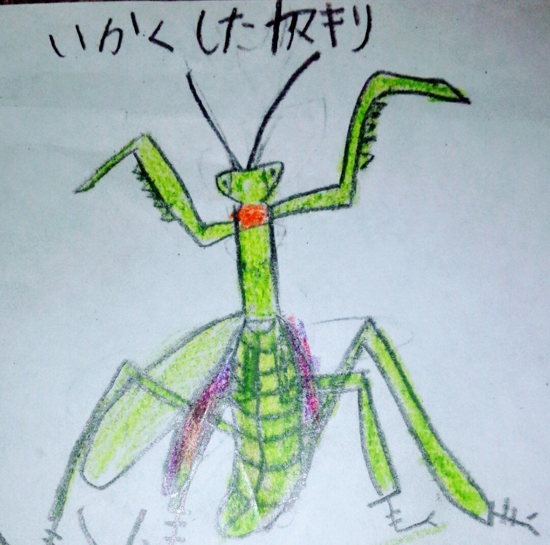 ハラビロカマキリ 見つけた場所 川の近くの木にぶらさがっていた 大きさ 5cm 捕まえた時期 9月 あげたエサ コバネイナゴ おんぶバッタ 死んだ虫 羽は食べなかった 特徴 お腹がでかい 水に 虫之助 Note