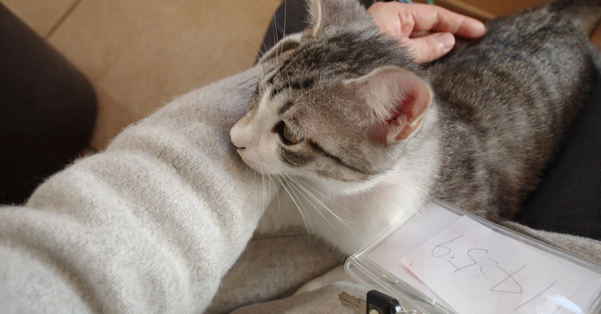 膝の上からドヤ顔！2024.12.14保護猫カフェ通いの記録 ｜topogemo