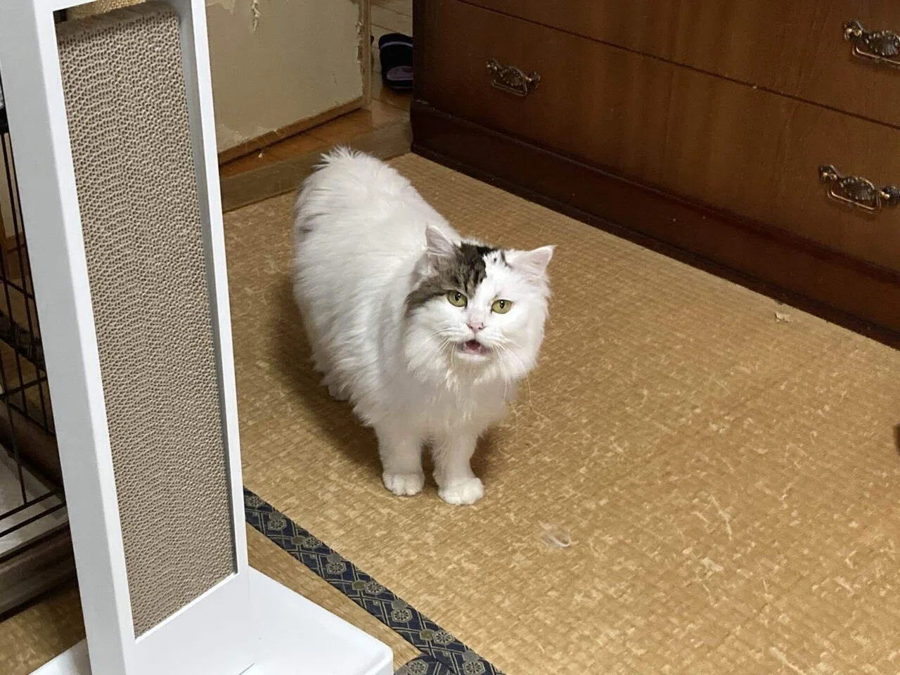 ねこ様確認用 バンダイ ねこ 組立体験会ver. (LINKL PLANET カラー) レビュー