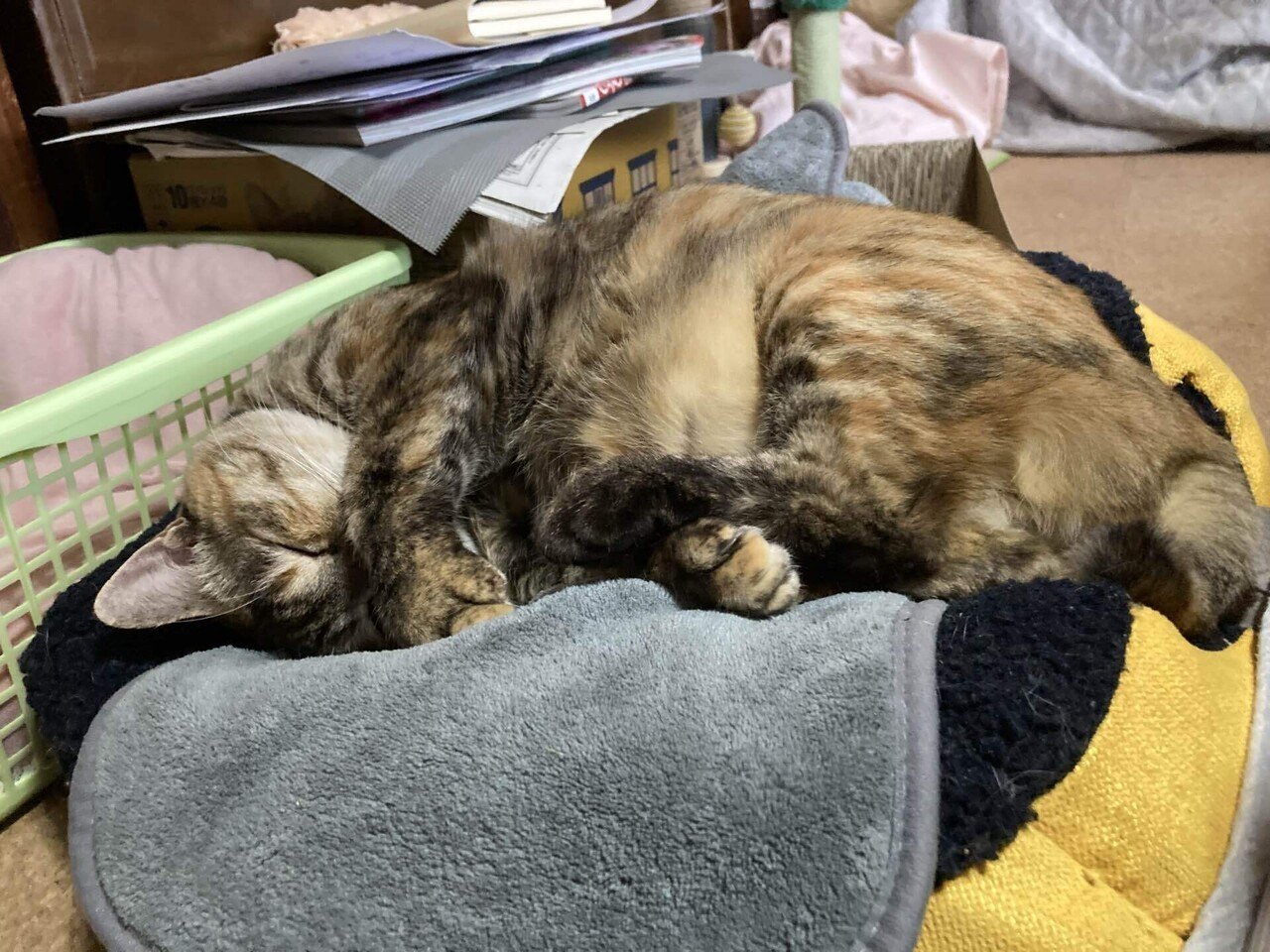 窓辺の猫」第七十九回 猫について学ぼう|猫様とごはん 窓辺の猫」第七十九回 猫について学ぼう|猫様とごはん