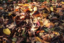 特大 P100号 古画 佐々木恭子 画 「濤」 岩手県三陸の海 ゴールドフレーム JAL SKY MUSEUM、11月から見学枠大幅拡大 夕暮れ時の格納庫ツアーも