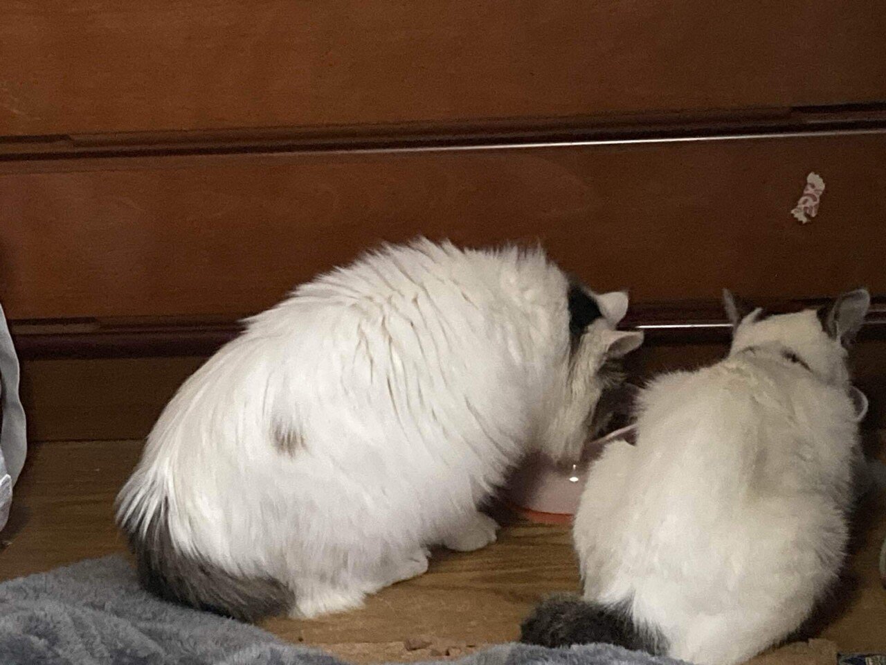 窓辺の猫」第七十九回 猫について学ぼう|猫様とごはん 窓辺の猫」第七十九回 猫について学ぼう|猫様とごはん