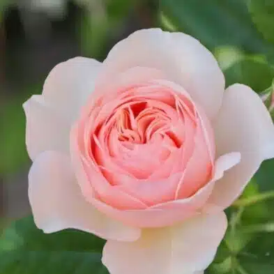 ryo