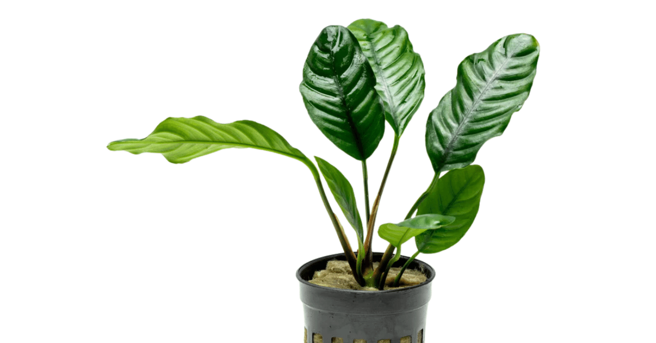 アヌビアス・コーヒーフォリア｜アクアモノグラフ情報｜NoA｜MASUKO