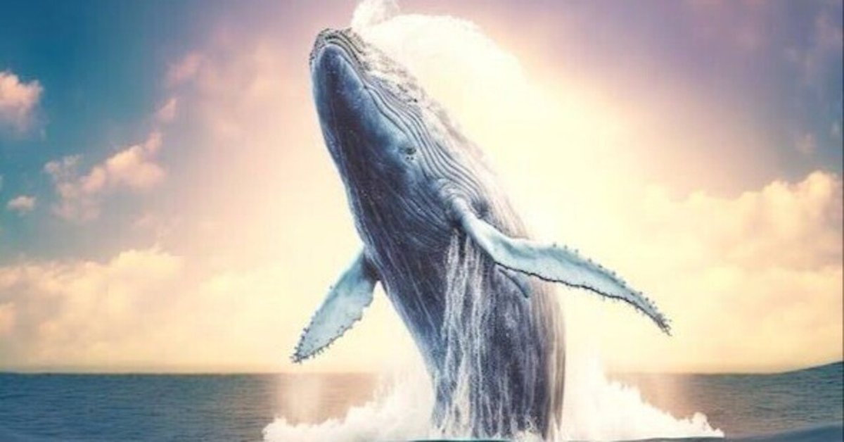 クジラ｜神聖で雄大なクジラたち｜くじまる at9p.m.