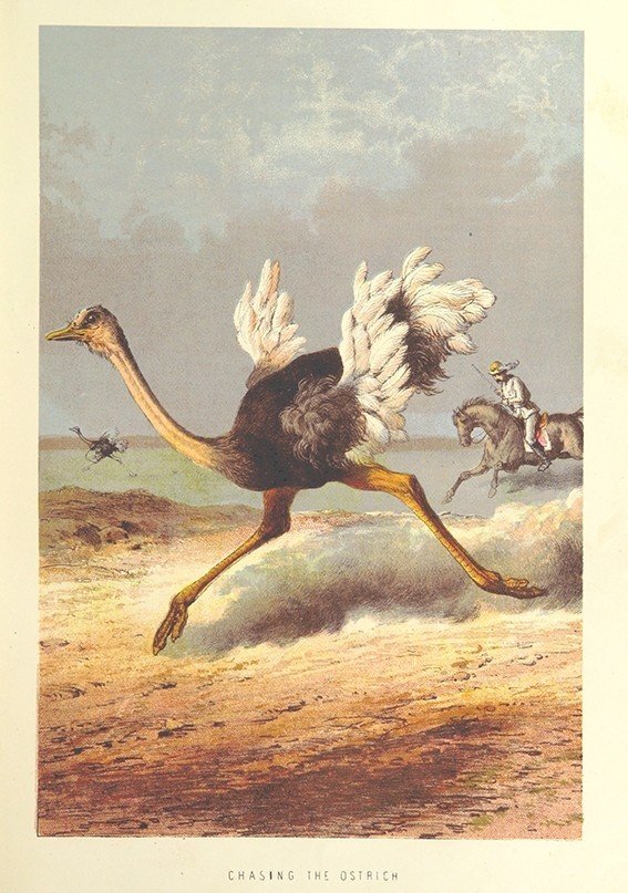 このダチョウはジャン ポール ベルモンド Camoucollage Note