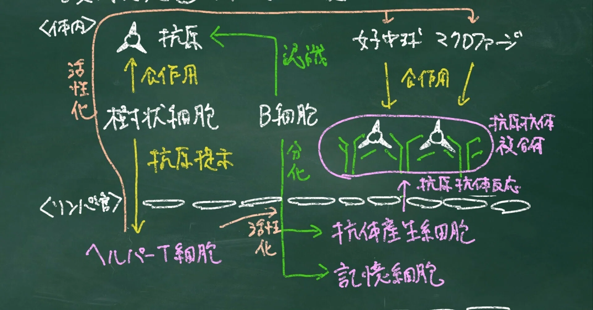 生物基礎】生体防御【授業実践備忘録】｜YUM（ユム）