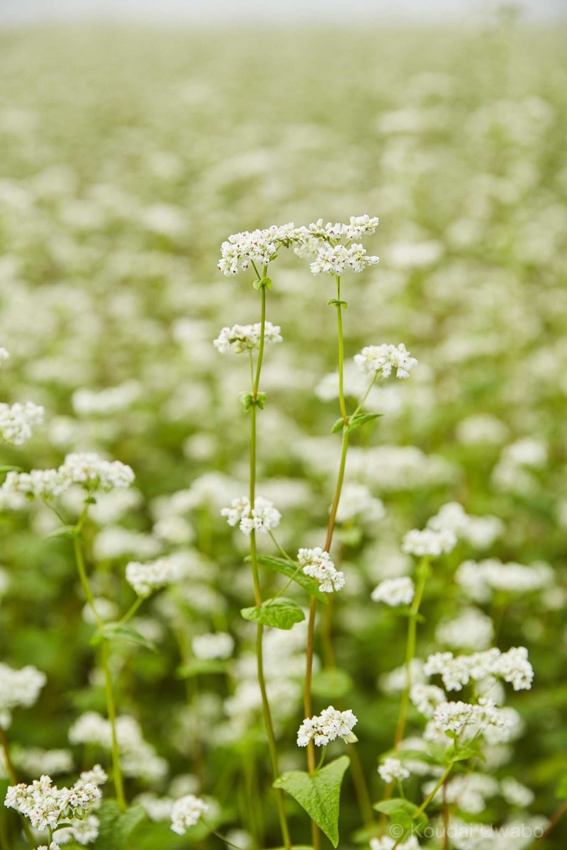 霧の下で寄り添うソバの花 上保 昂大 Note 霧の下で寄り添うソバの花 上保 昂大 Note