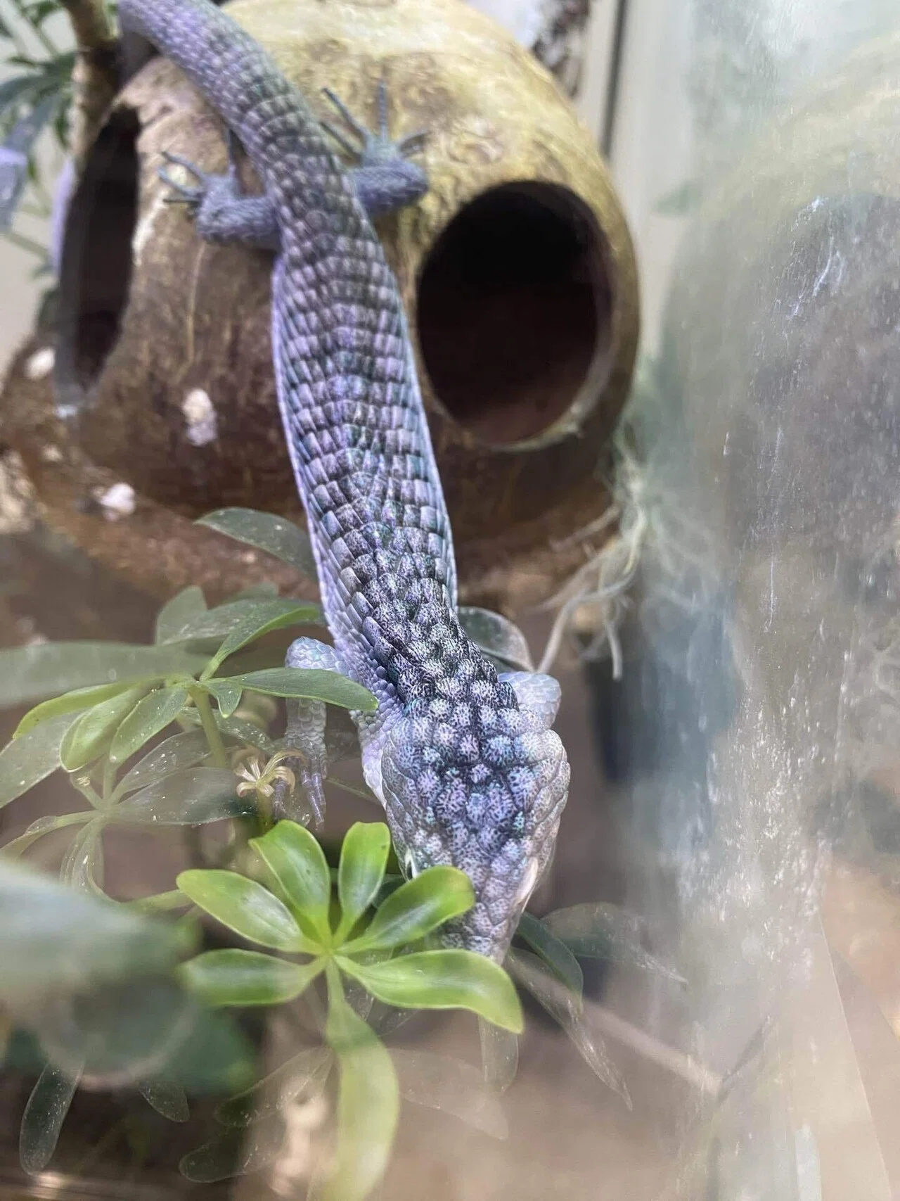 アブロニアグラミネアの飼育(無料版)｜ReeF