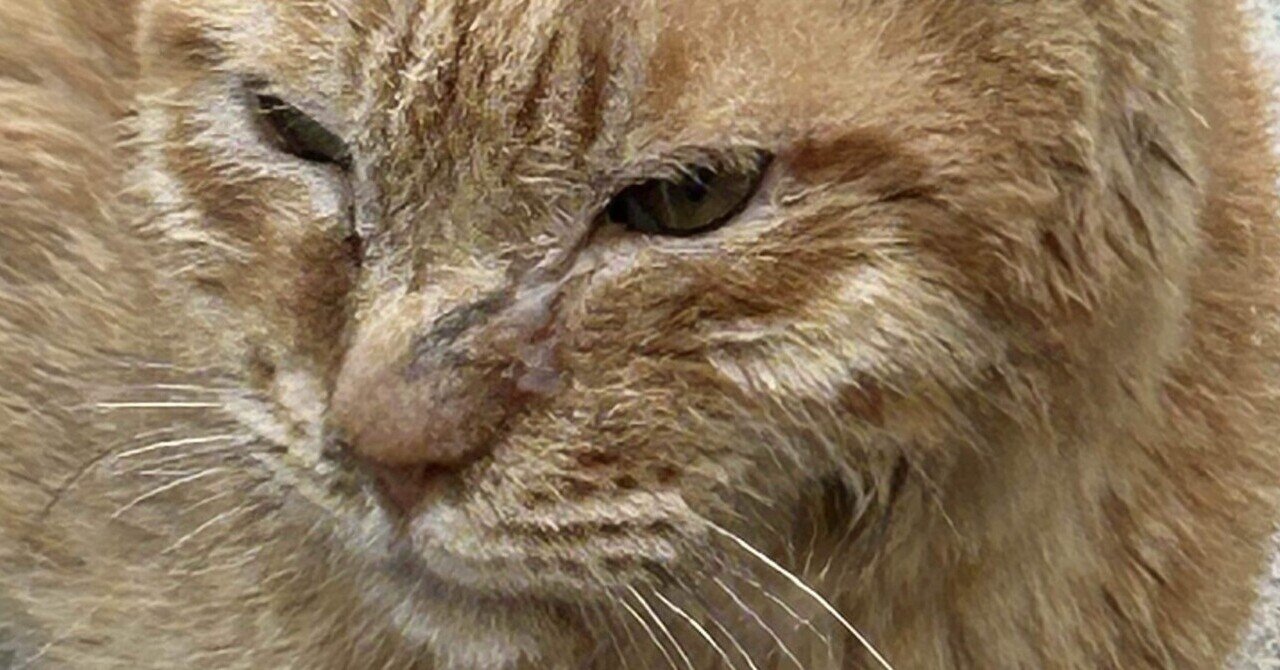 Amazon | 温度で色が変わる桜猫カップ 丸モ高木陶器 フリー