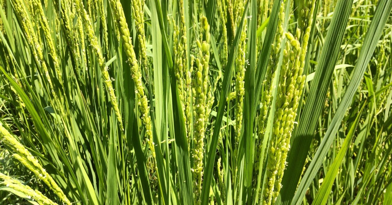 なちたん米 収穫前の稲田 なちたん米 収穫前の稲田