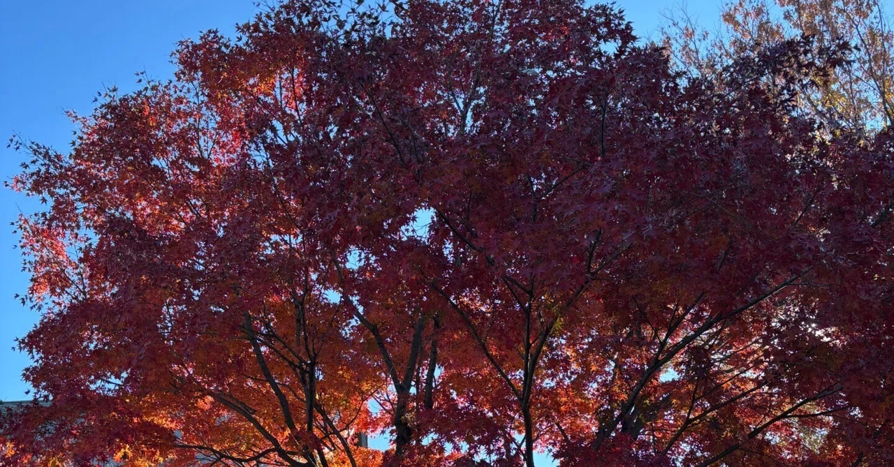 写真から1年を振りかえろう！！！｜jagamaru