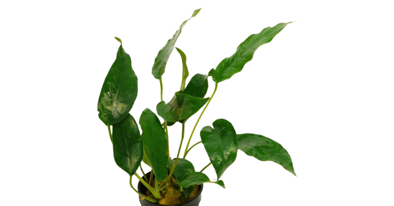 アヌビアスSP. ショート&シャープ｜アクアモノグラフ情報｜NoA｜MASUKO