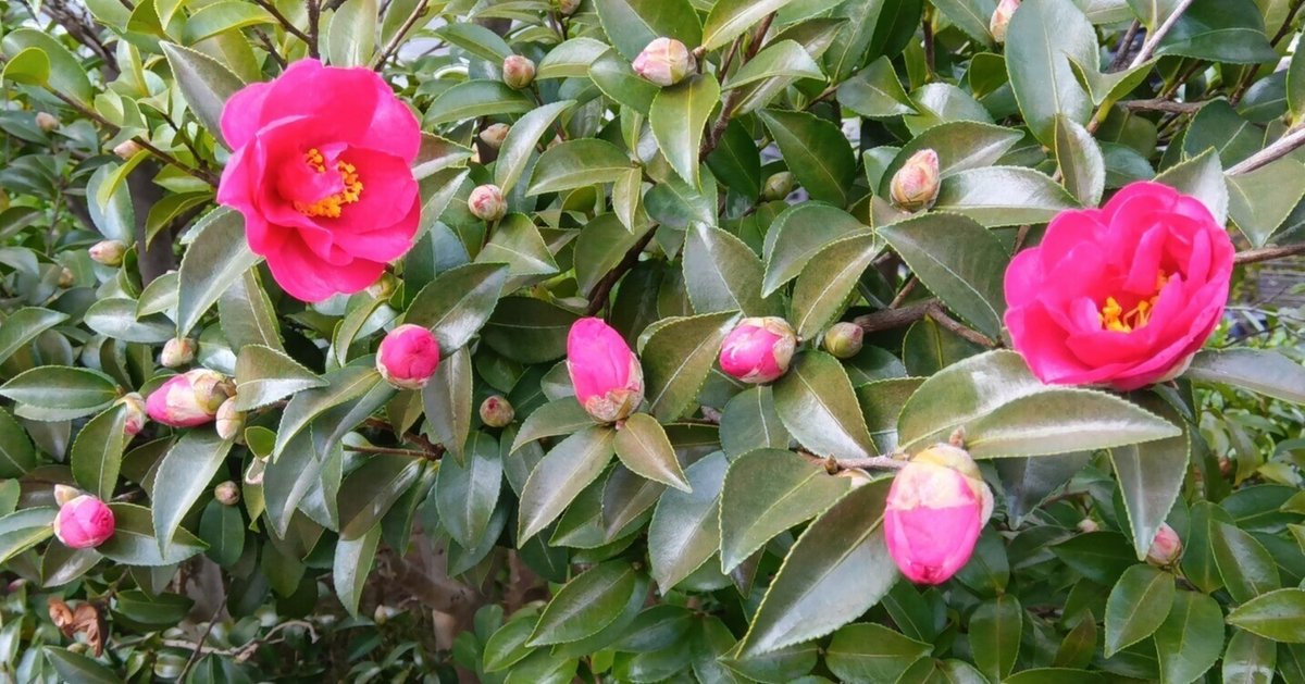 花咲くじっちゃま | 皆さんこんにちは！ 多種類の金魚達が入荷
