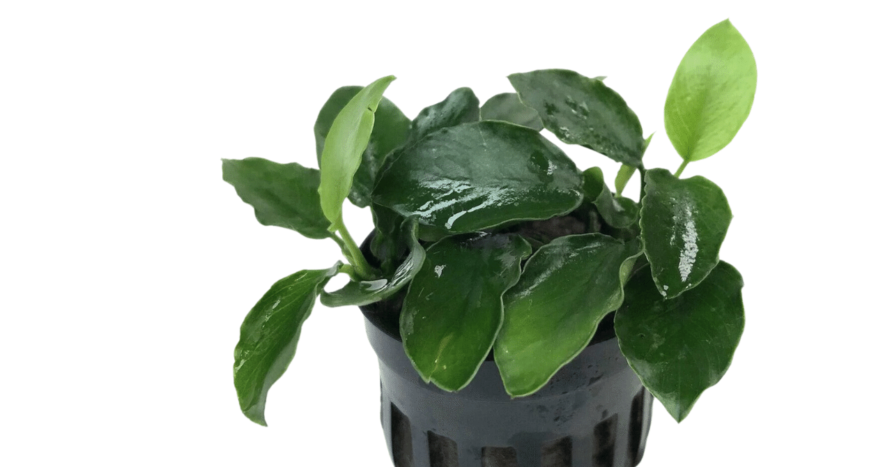 アヌビアス sp. ギニア　抜き苗 アヌビアスSP. ロングウェイヴィー｜アクアモノグラフ情報｜NoA