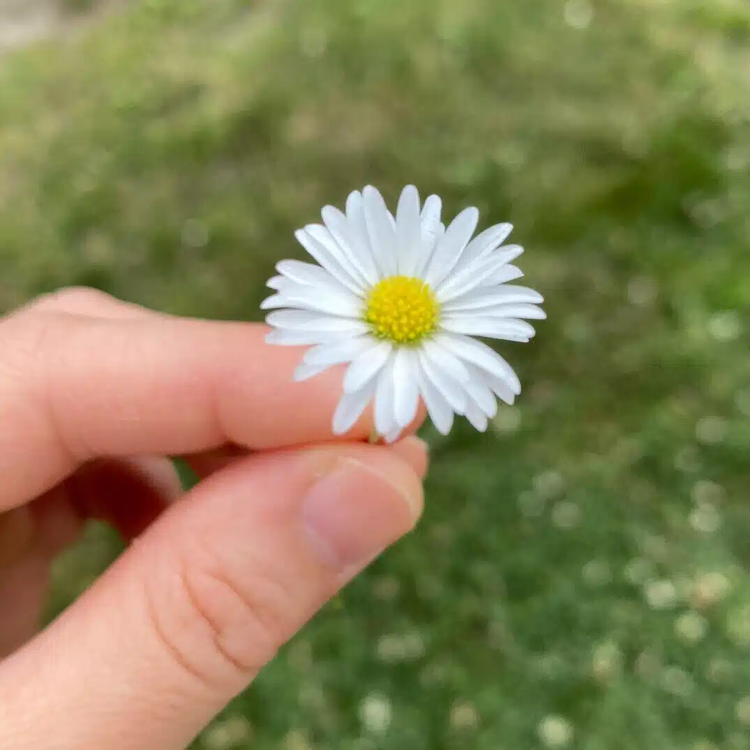 あずさ