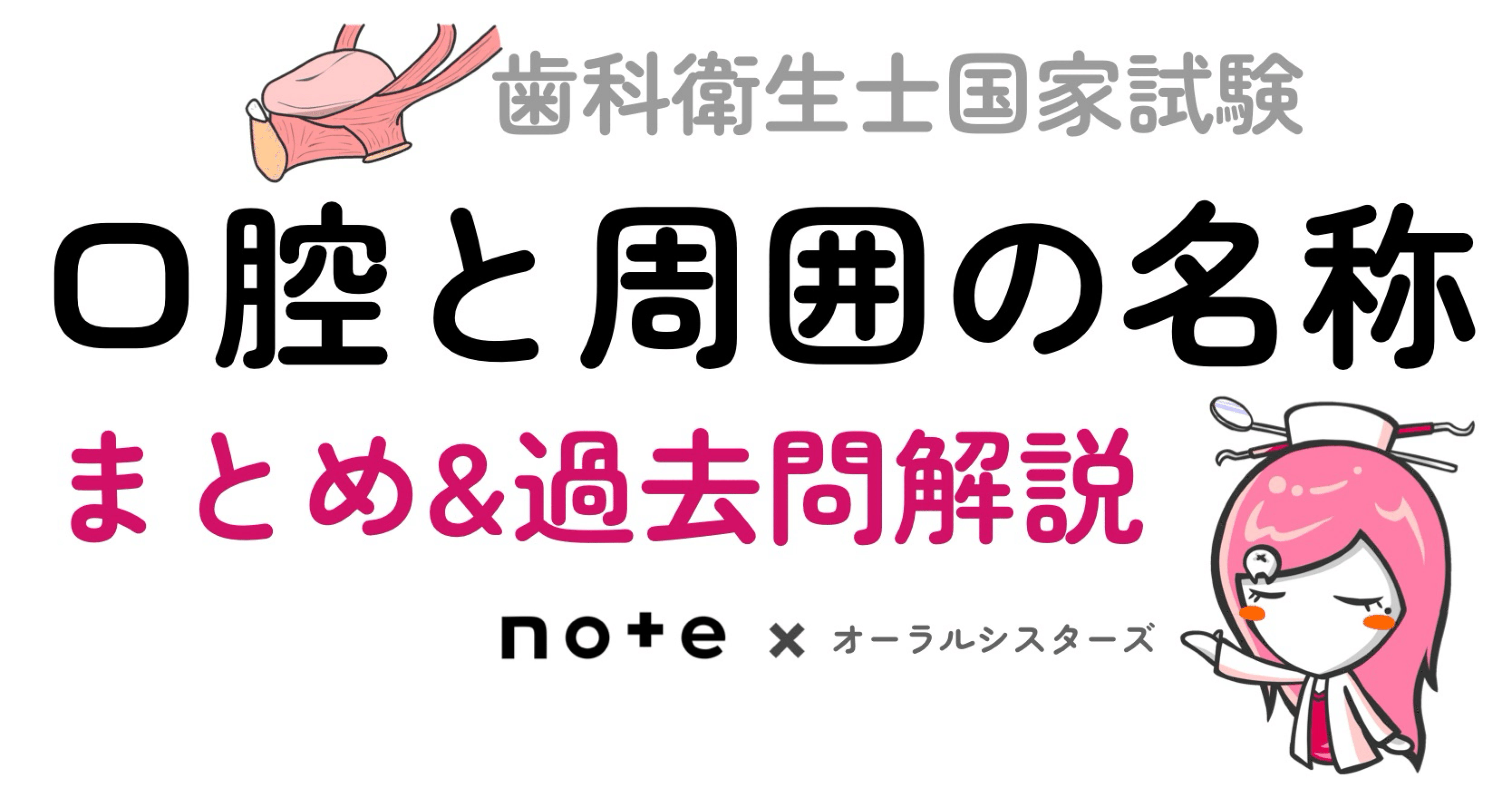 📎まとめ【口腔とその周囲の名称】PDF📄 歯科衛生士国家試験｜オーラル