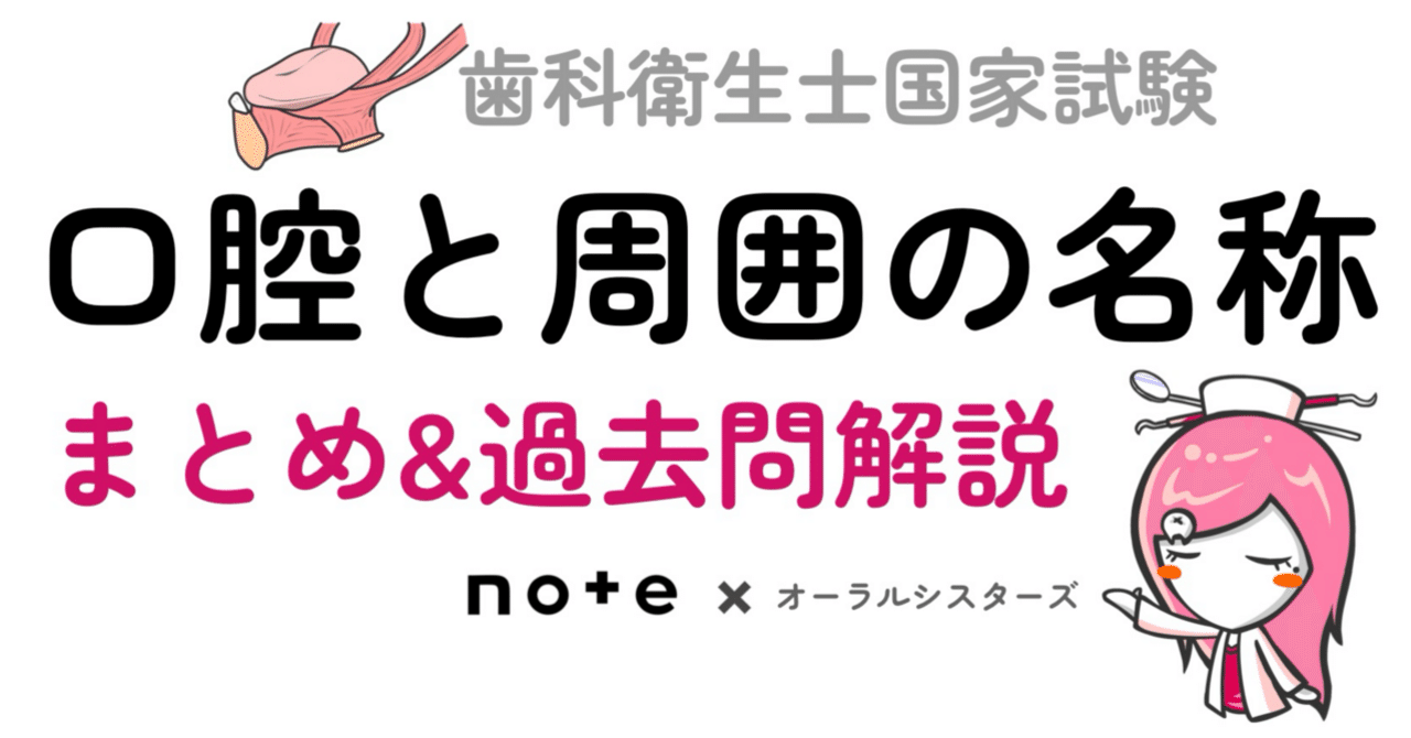 📎まとめ【口腔とその周囲の名称】PDF📄 歯科衛生士国家試験｜オーラル