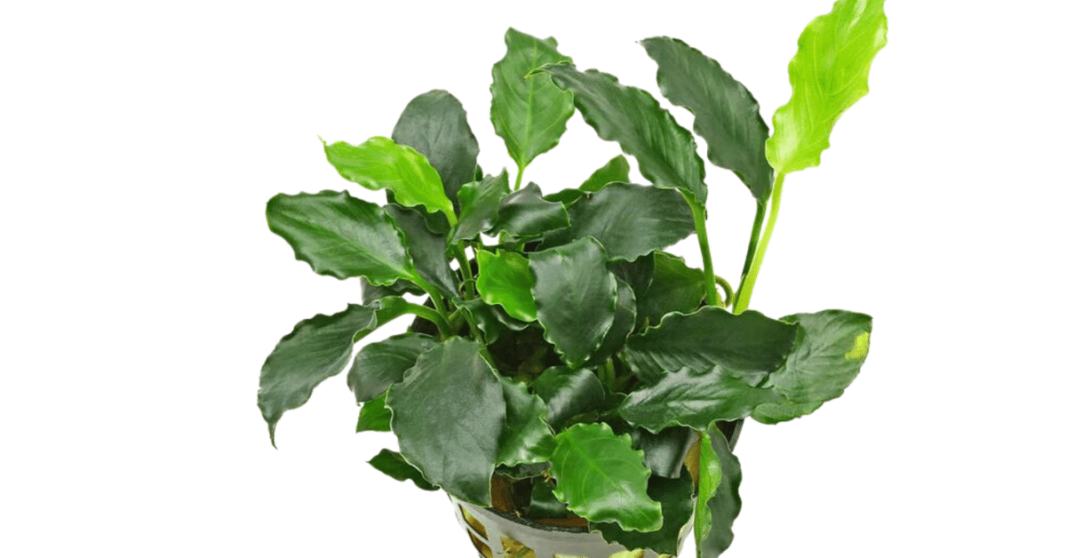 アヌビアス sp. ギニア 抜き苗（水草】ギニア便水草各種入荷しま