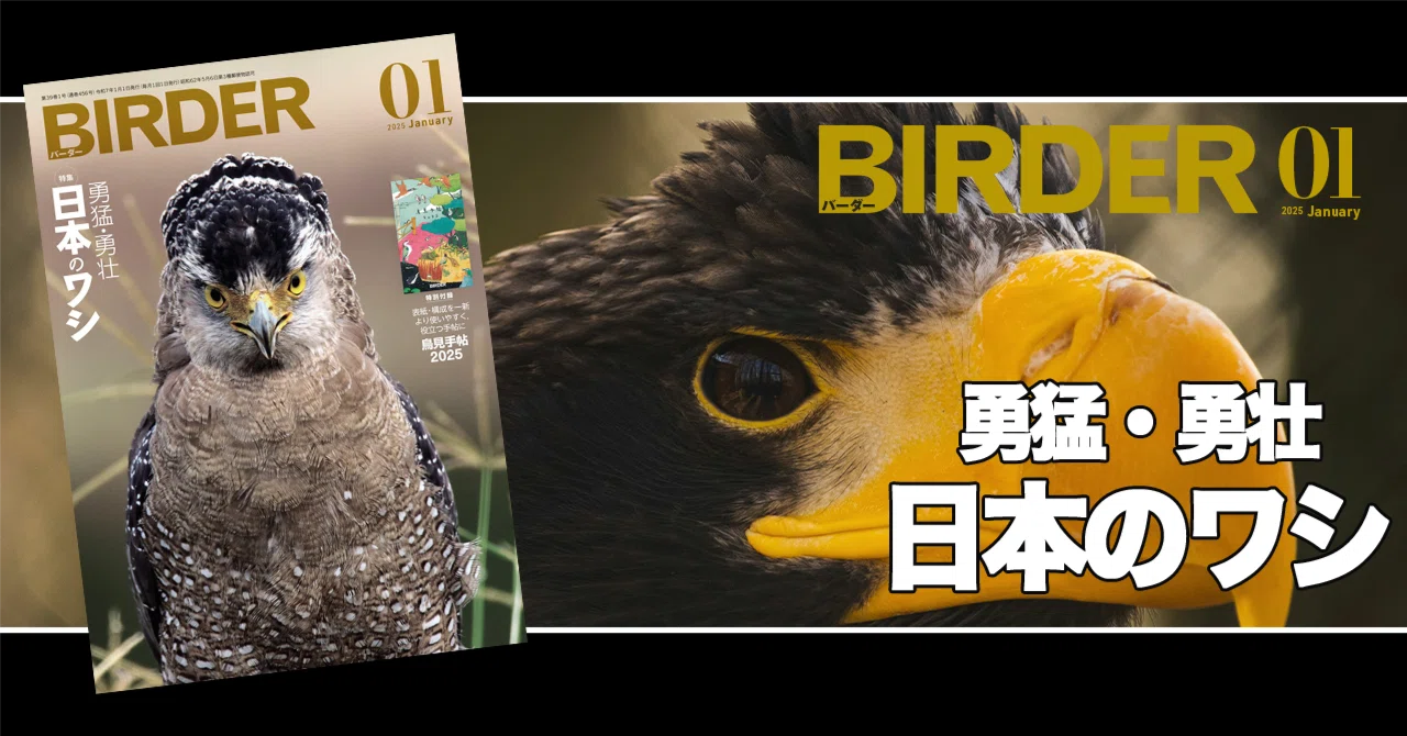 BIRDER1月号の見どころ｜ブンイチ（文一総合出版）