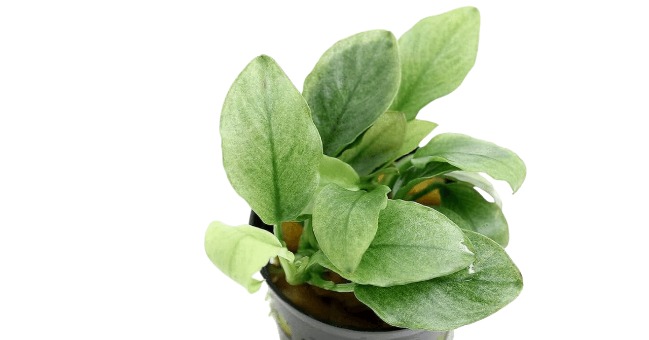 アヌビアス SP. ジェイド｜アクアモノグラフ情報｜NoA｜MASUKO