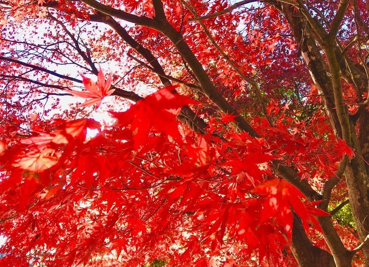 🍁紅葉の見頃ももう終わり。冬の色はどんな色に撮れるかなぁ〜