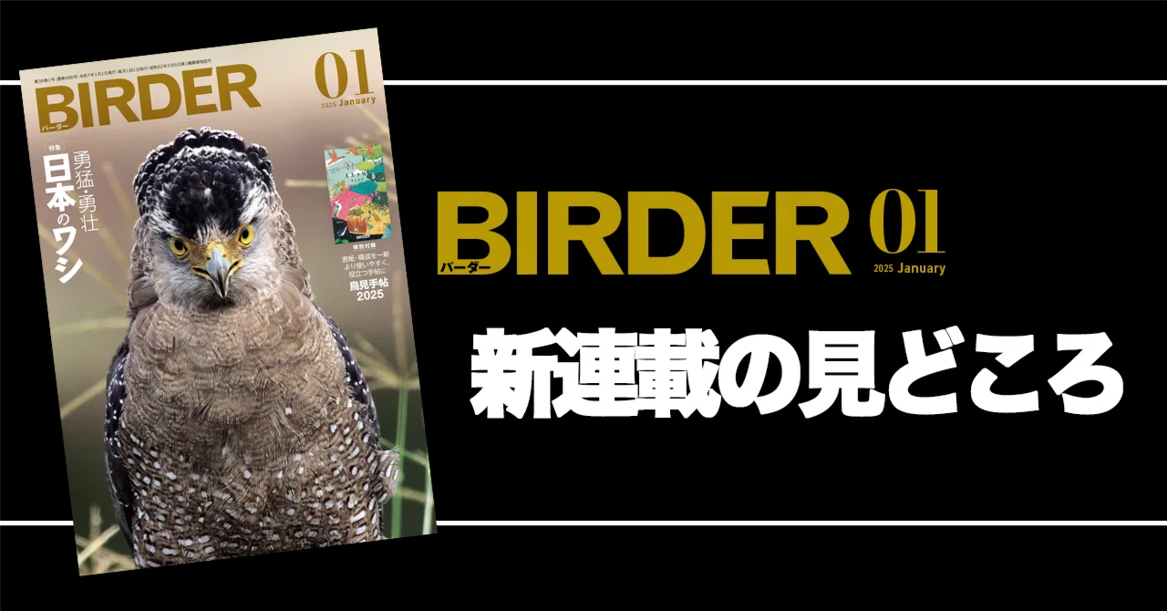 BIRDER2025年1月号 新連載の見どころ｜ブンイチ（文一総合出版）