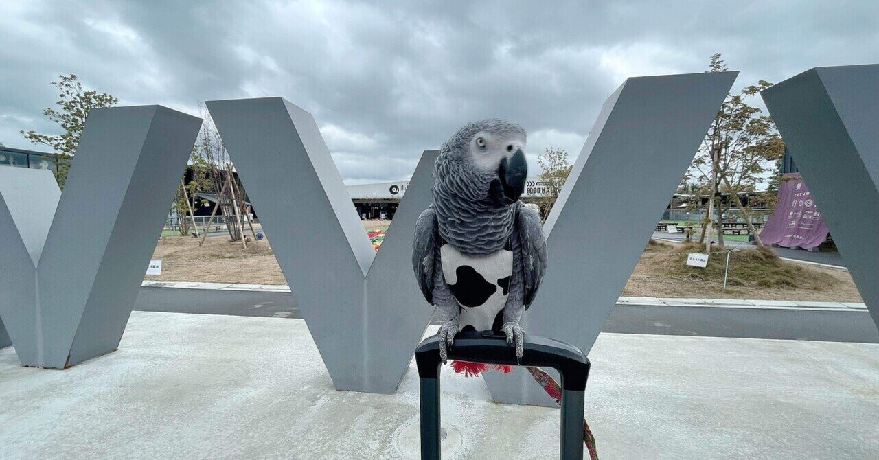 経典ブランド 大阪岸和田WHATAWON（ワタワン）前編｜鳥もいいですかブログ 
