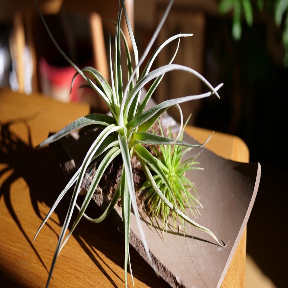 割れた鉢の再利用 | エアプランツの割れテラコッタ仕立て｜ワタナベ