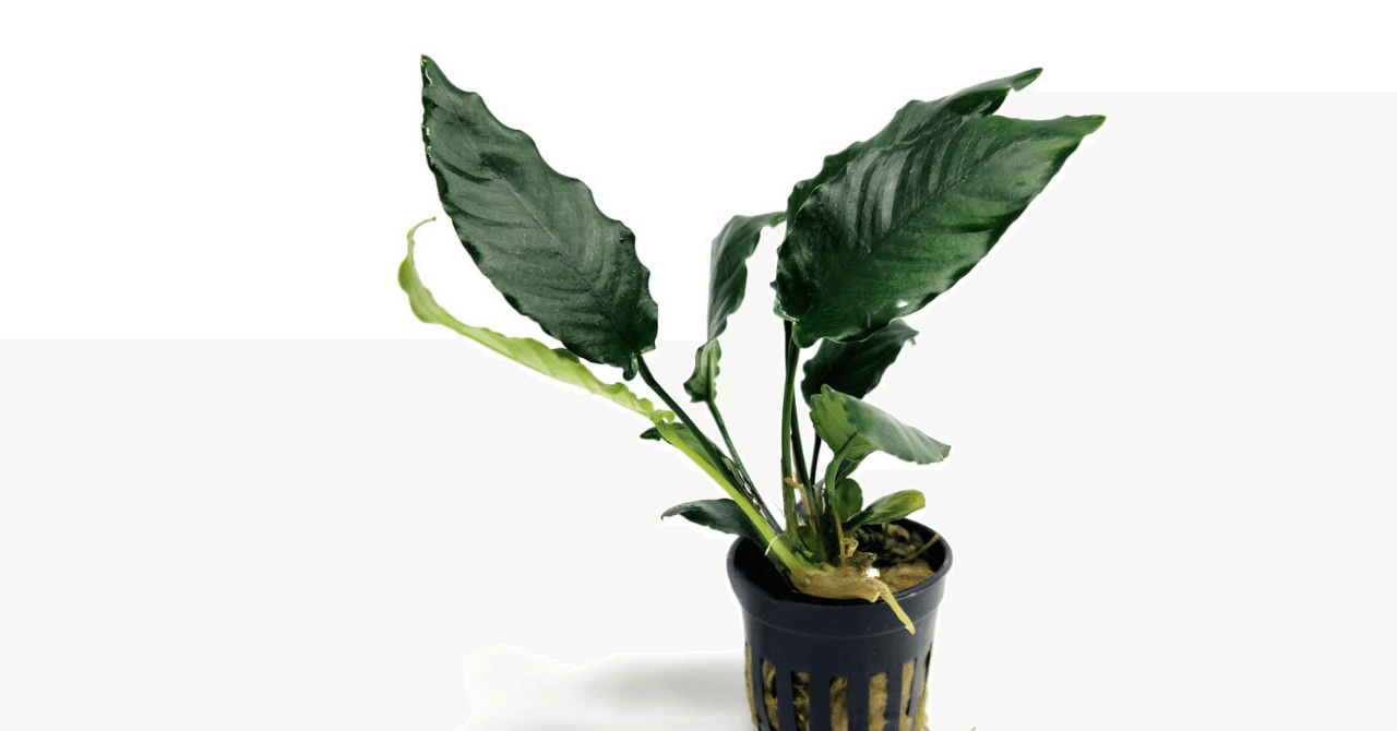 アヌビアスナナ　斑入りキング Anubias Variegated King アヌビアスナナ 斑入りキング Anubias Variegated King - メルカリ