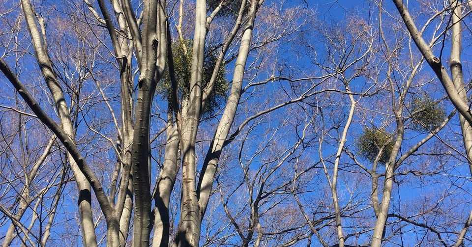 ヤドリギ Flora Mayumi Suzuki Note