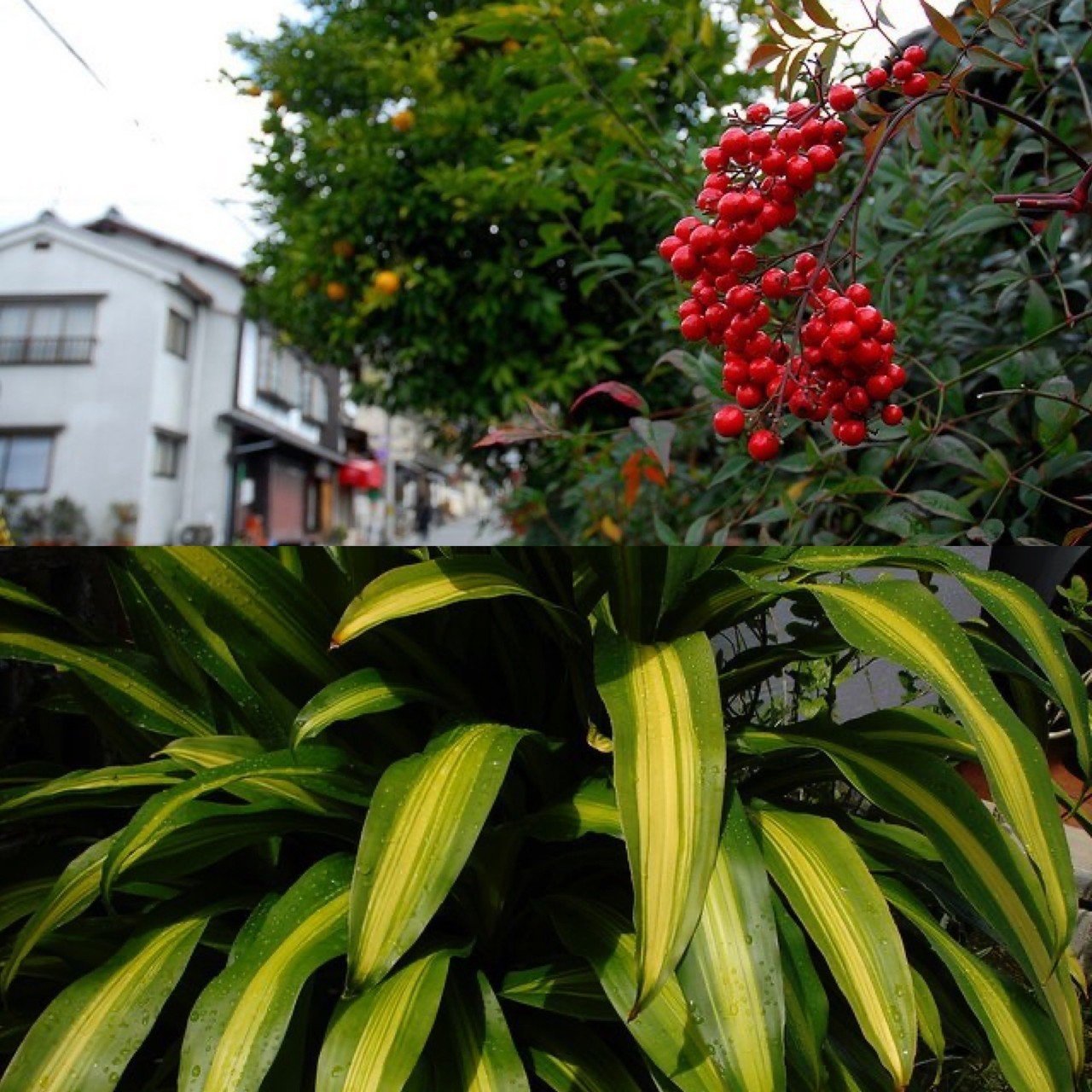 12月5日お誕生日の方おめでとうございます 今日の誕生花の花言葉は ナンテン 私の愛は増すばかり 良い家庭 ドラセナ 幸福 今日も素敵な1日になりますように 誕生花 Monst Monstera18 Note