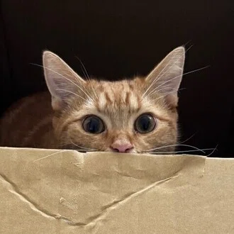 かさぶた