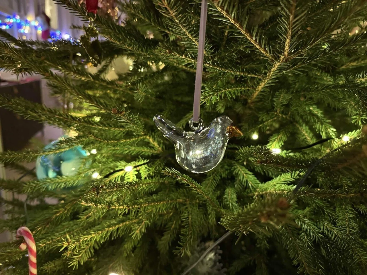 フィンランドのクリスマスツリーはモミじゃない｜kokko??