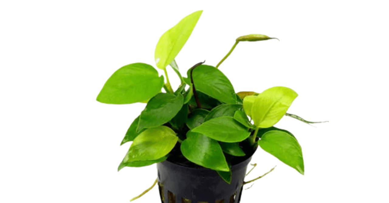 アヌビアスナナ パンダイ アヌビアス ナナ 'ゴールデン' | Ordinary