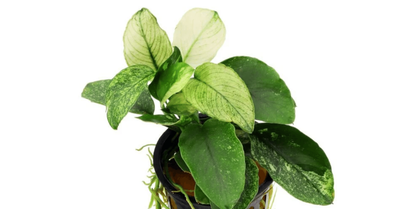 アヌビアス・ナナ 斑入り｜アクアモノグラフ情報｜NoA｜MASUKO