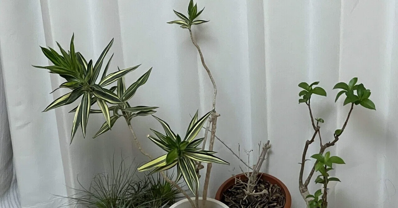 そら植物園のオフィシャルファンクラブ「そら広場」から毎年届く植物