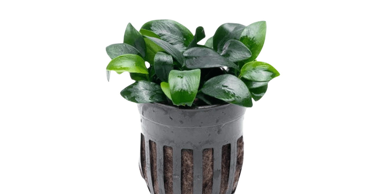 アヌビアス・ナナ・ボンサイ｜アクアモノグラフ情報｜NoA｜MASUKO