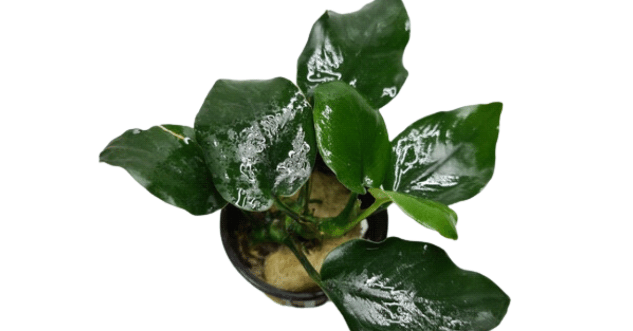 アヌビアス・ナナ・シックリーフ｜アクアモノグラフ情報｜NoA｜MASUKO