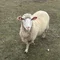 婆問答(ばーもんど)